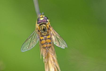 Hoverfly
