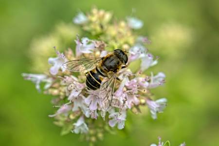Hoverfly