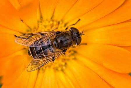 Hoverfly