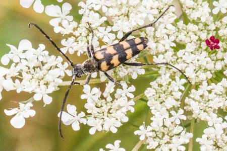 Longhorn beetle