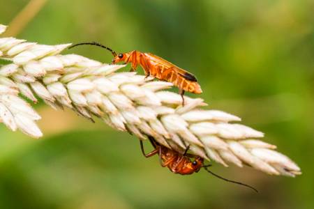 Orange beetle