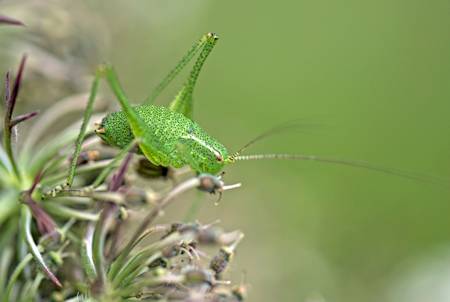 Speckled bush cricket