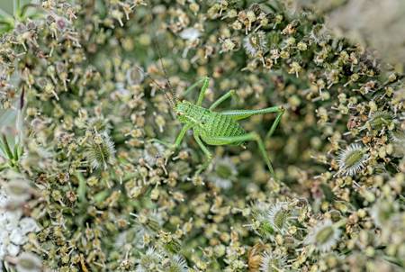 Speckled bush cricket