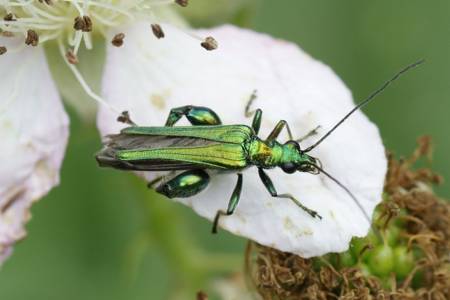 Thick=legged Flower beetle