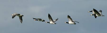 Canada Geese