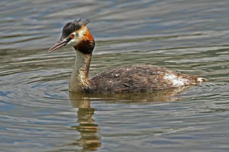 Great Crested Grebe