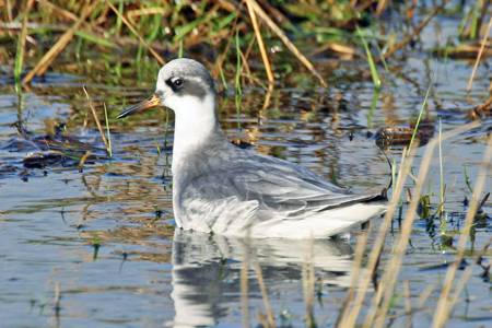 Grey Phalarope