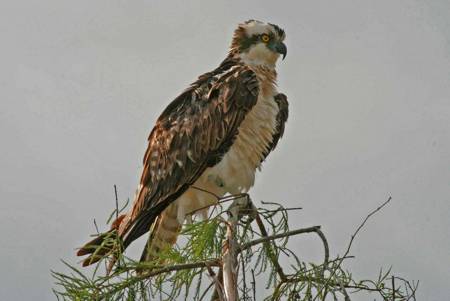 Osprey