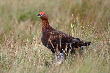 Red Grouse