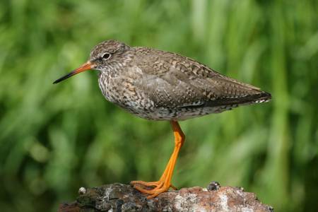 Redshank
