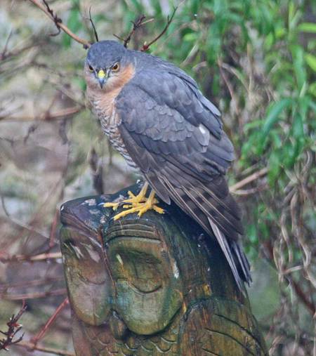 Sparrowhawk