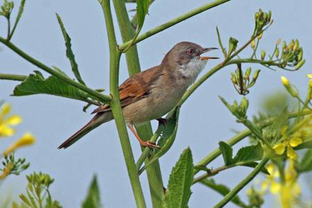 Whitethroat