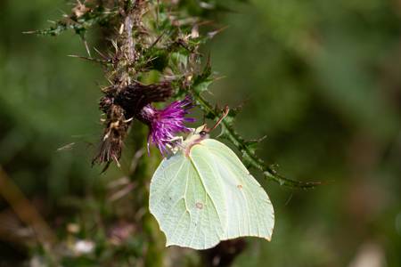Brimstone