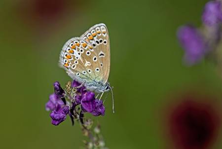 Common Blue