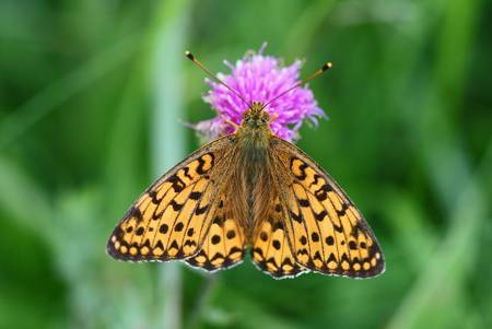 Dark Green Fritillary