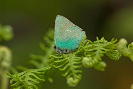 Green Hairstreak