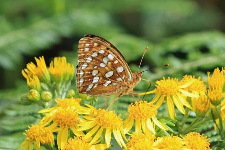 High Brown Fritillary