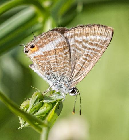 Long-tailed Blue
