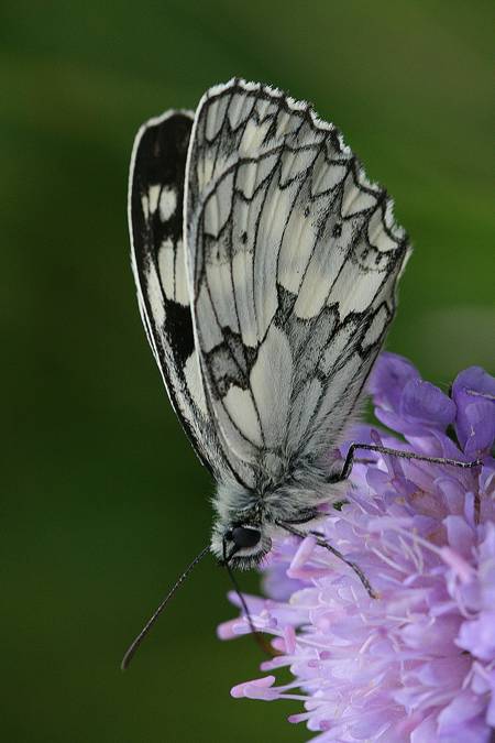 Marbled White
