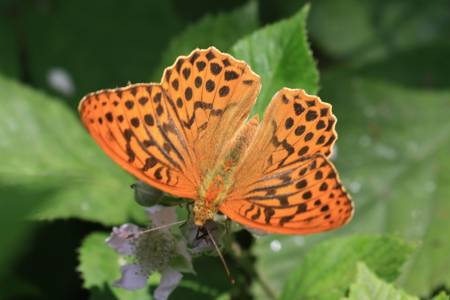 Silver Washed Fritillary