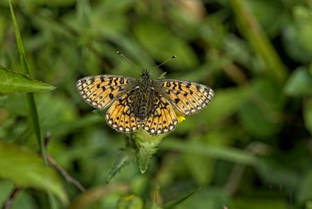 Small Pearl-bordered Fritillary
