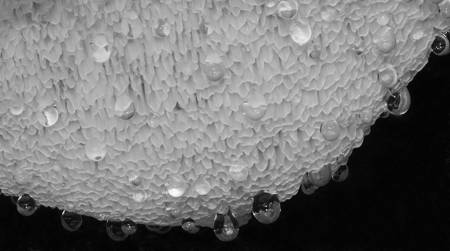 Fungus