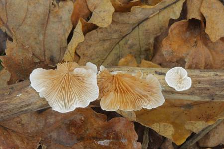Fungus