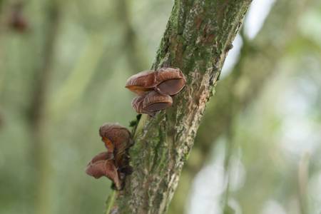 Fungus
