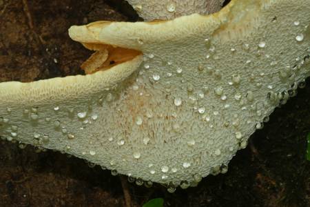 Fungus