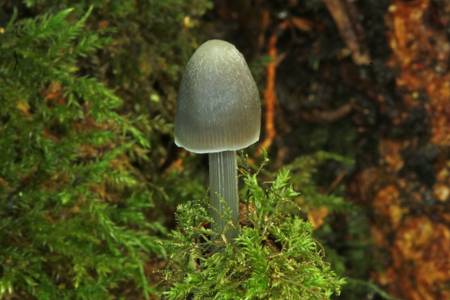 Fungus