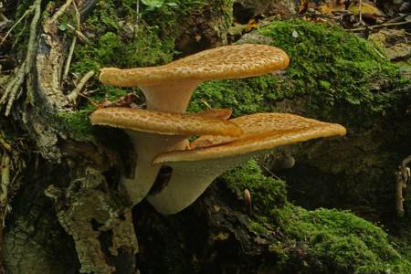 Fungus