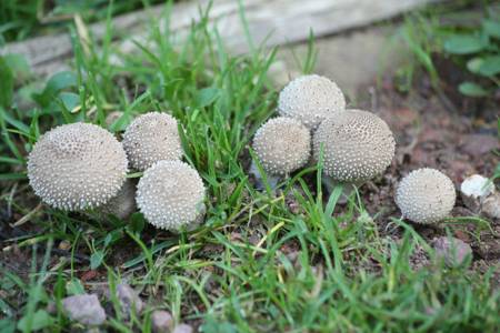 Fungus