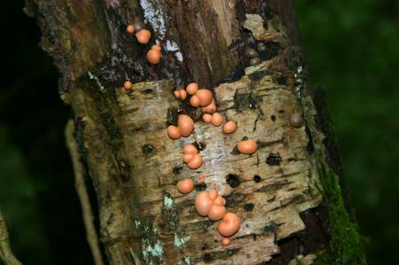 Fungus