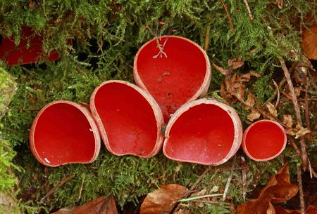 Fungus