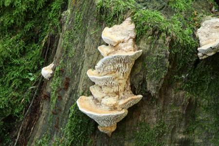 Fungus