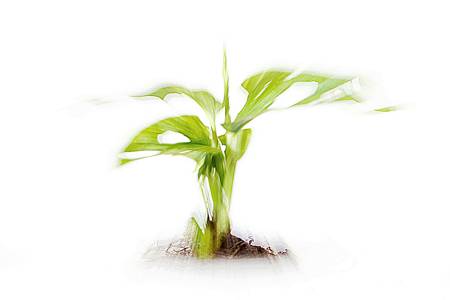 Monstera (Cheese plant)