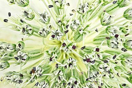 Astrantia