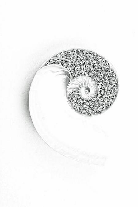 Nautilus and bearings