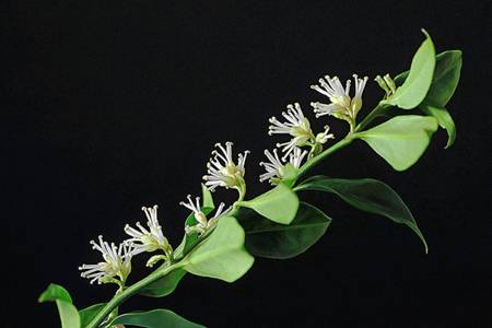 Christmas Box (Sarcococca)