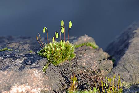 Nodding Screw Moss - Pohlia  Nutans