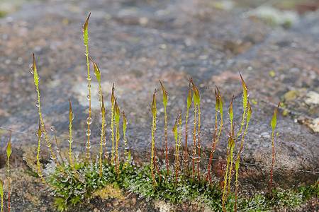 Wall Screw Moss - Tortula Muralis