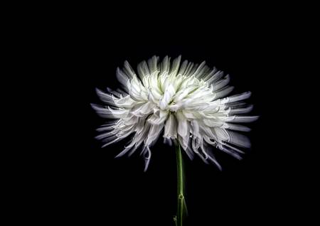 Chrysanthemum - shortlisted for IGPOTY