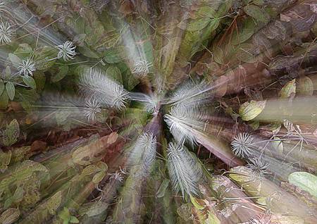 Clematis - shortlisted for IGPOTY