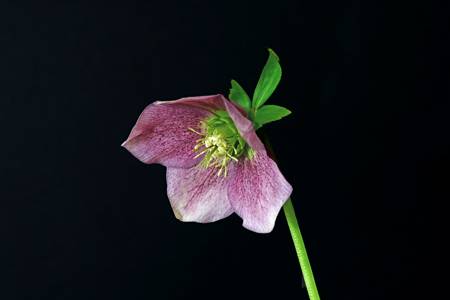 Hellebore