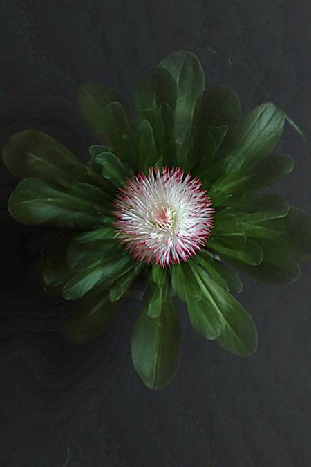 Bellis Perenis - English Daisy