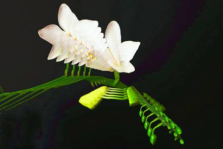 Orchid