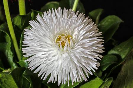 English Daisy (Bellis perennis