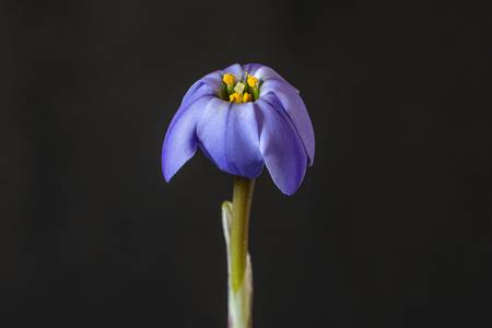"Jessie" (ipheion uniflorum)
