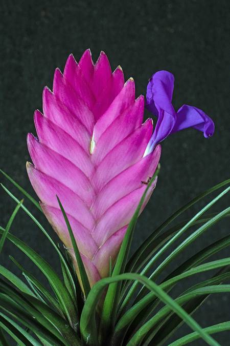 Pink Quill Plant (tillandsia cyanea