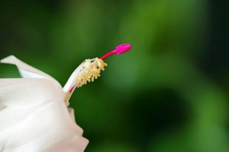 Christmas Cactus (Schlumbergera)